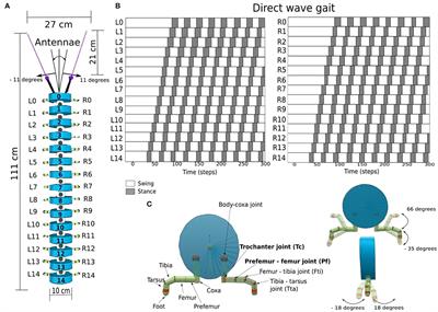 Leg-body coordination strategies for obstacle avoidance and narrow space navigation of multi-segmented, legged robots